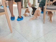 -喵园·猫主题咖啡厅·撸猫·猫咖(国贸店)