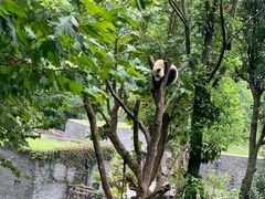 -都江堰中华大熊猫苑