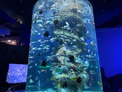 -芜湖新华联大白鲸海洋公园