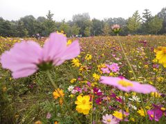 -奥林匹克森林公园北园-停车场