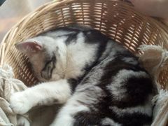 -共舞时光猫咖·狗咖(新街口店)