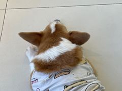 -怪兽屋·羊驼·猫咖·狗咖(俊华广场店)