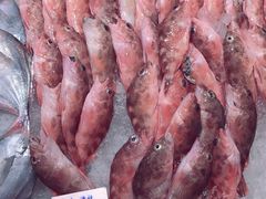 -海中洲渔社