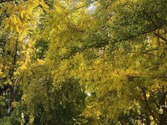 景点-三里屯东五街银杏大道