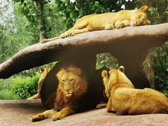 -北京野生动物园