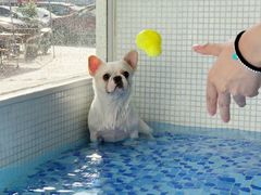 -BABYDOG宝贝狗宠物乐园(欧洲城店)