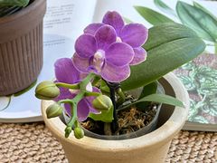 -番禺广场(市桥街道)