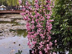 -三圣花乡旅游区