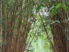 -棠湖公园