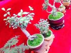 iphone_upload_pic-秦美花卉(天朗·莱茵小城2期店)