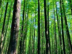 -山王坪喀斯特国家生态公园