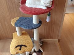 -猫腻·猫咖·撸猫馆(星光大道店)
