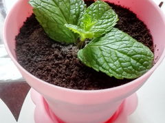 盆栽蛋糕-Sweety Fairy小蜜蜂蛋糕&下午茶(大柏树店)