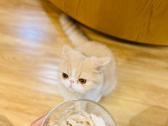 -滚猫咖啡·猫咖·猫友好撸猫(未来城店)