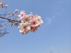 -顾村公园3号门停车场