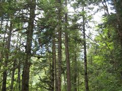 -黄龙山原始森林景区