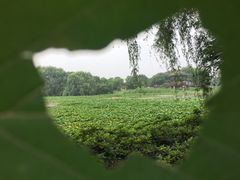 -荷塘月色湿地公园·向阳花洲