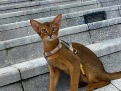 -猫十亿·布偶金渐层·曼基康矮脚猫舍(青年路店)