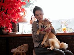 -柴犬高等学院·狗咖·柴犬售卖·宠物训练
