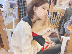 -豆柴町-柴犬主题狗咖(红鼎国际C座店)