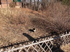 -北京西山国家森林公园