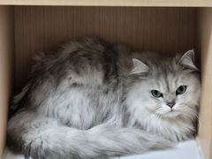 -谐和益家动物医院·免疫绝育·血液透析·宠保定点医院(高新伊藤分院)