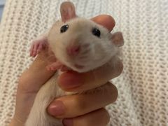 -爱侣宠医·鹦鹉专科·小型哺乳类·异宠专科(灵石路店)