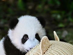 -成都大熊猫繁育研究基地