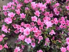 -双季花艺园艺市场(浦东店)