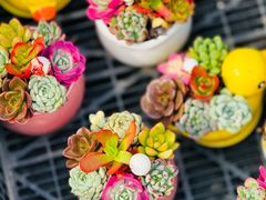 -龙大花卉苗木市场