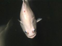 -蓝湾碧波·老字号·疍家非遗海上餐厅