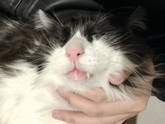 -平行世界·猫咖(首经贸店)