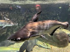 -太平洋海底世界