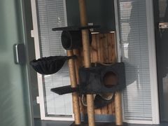 -瑞派长江宠物医院·猫科·外科·24小时夜护(谊城公寓分院)