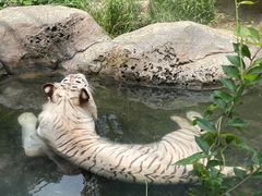 -红山森林动物园