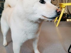 -喜柴咖啡·柴犬狗咖