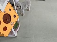 -美美宠物诊疗中心·异宠·骨科(滨江东信分院)