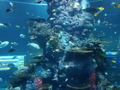 -新加坡海洋生态馆
