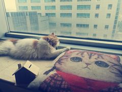 -Cappucimeow猫咪咖啡馆(韦伯时代店)