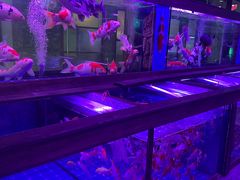 -大自然花鸟鱼虫市场