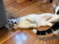 -猫大福·Fortune Cat猫舍(百子湾店)