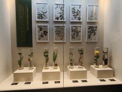 -广东中医药博物馆