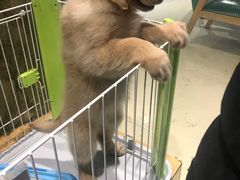 -龟与熊猫宠物公园(南坪店)