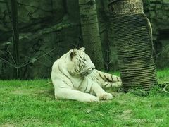 -北京野生动物园
