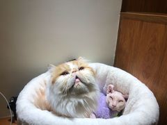 毛毛-有猫主题·治愈系猫咖(曾厝垵店)
