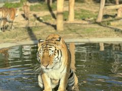 -泉州海丝野生动物世界