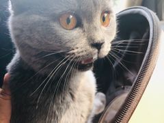 -瑞鹏宠物医院·爱宠堂·骨外专科(西荷分院)