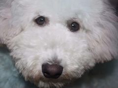 -情缘鲜花店(汾阳店)