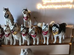 -Husky Go! 哈士奇体验馆·宠物咖啡厅狗咖