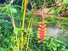-中国科学院西双版纳热带植物园